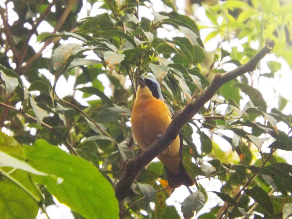 Fawn-breasted Tanager - Murilo Vicente