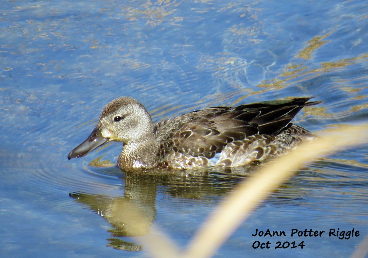 Blue-winged Teal - ML113842371