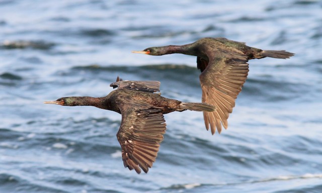 Pelagic Cormorant - eBird