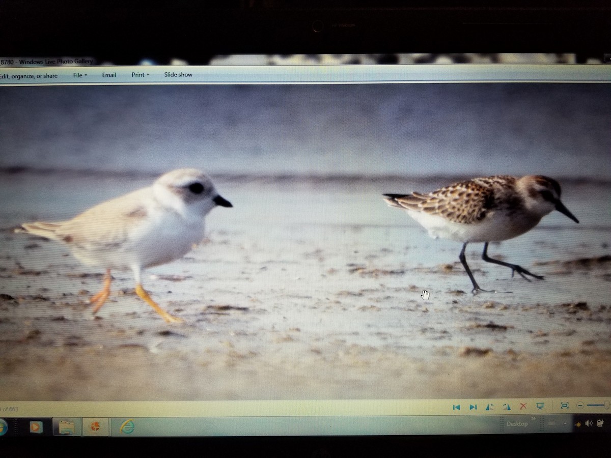Piping Plover - ML113844631