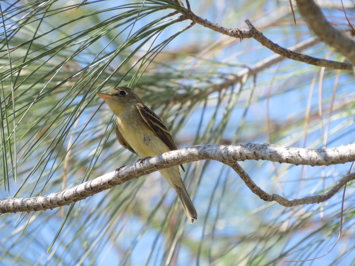 Western Flycatcher (Pacific-slope) - Rick Williams
