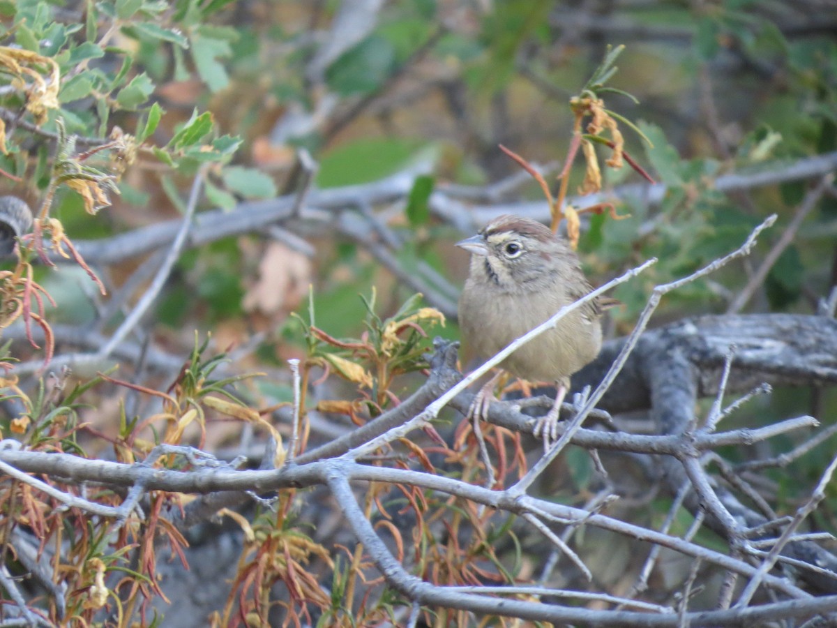 Rufous-crowned Sparrow - ML113845741