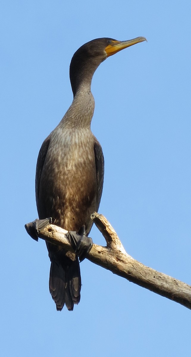 Double-crested Cormorant - Amy Lawes