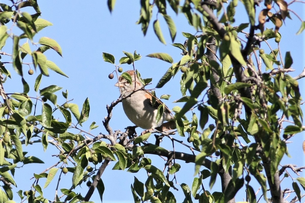Rufous-winged Sparrow - Wyatt Egelhoff