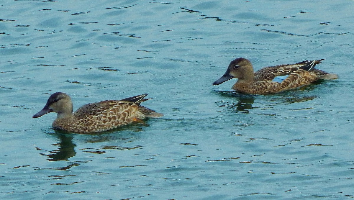 Blue-winged Teal - ML113852891