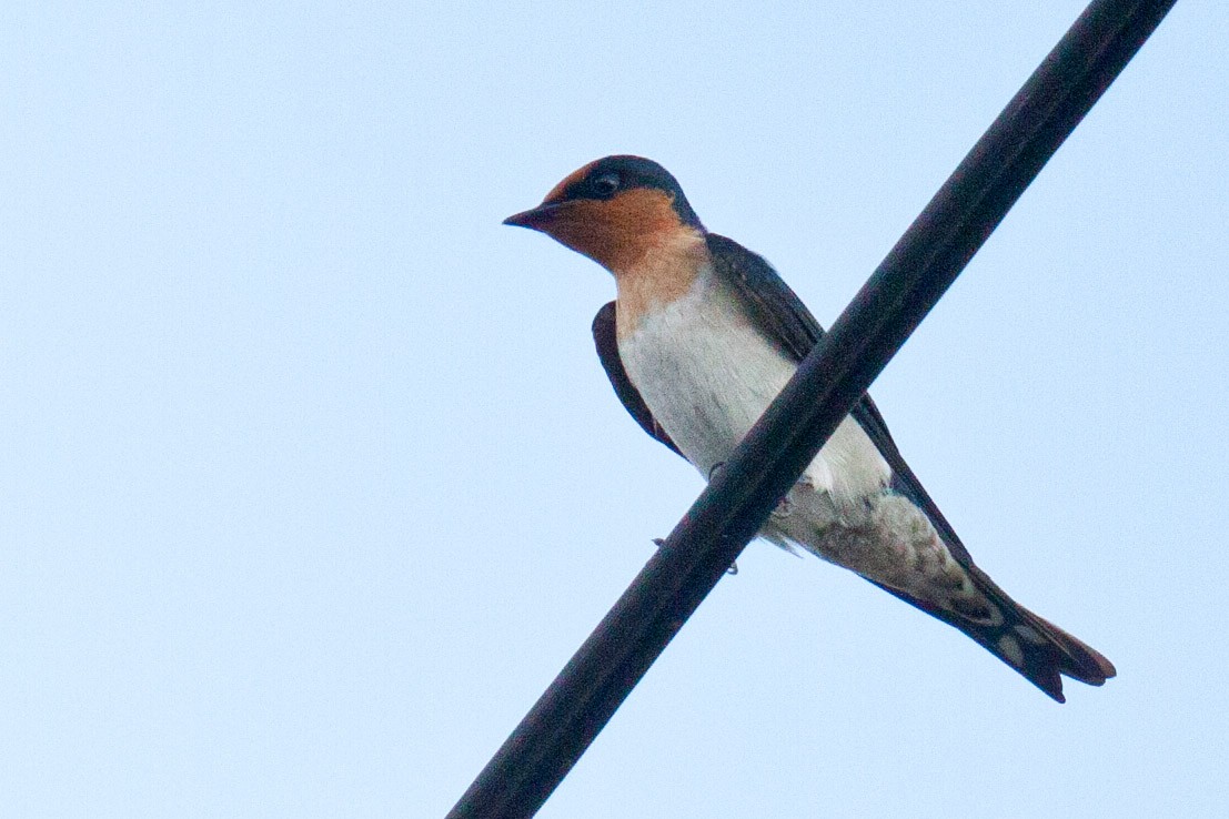 Pacific Swallow - ML113855781