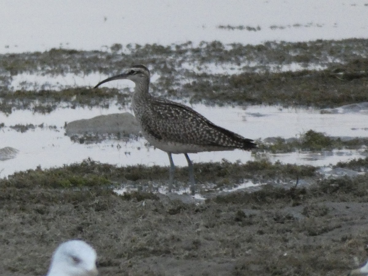 Whimbrel - Mike Cadman