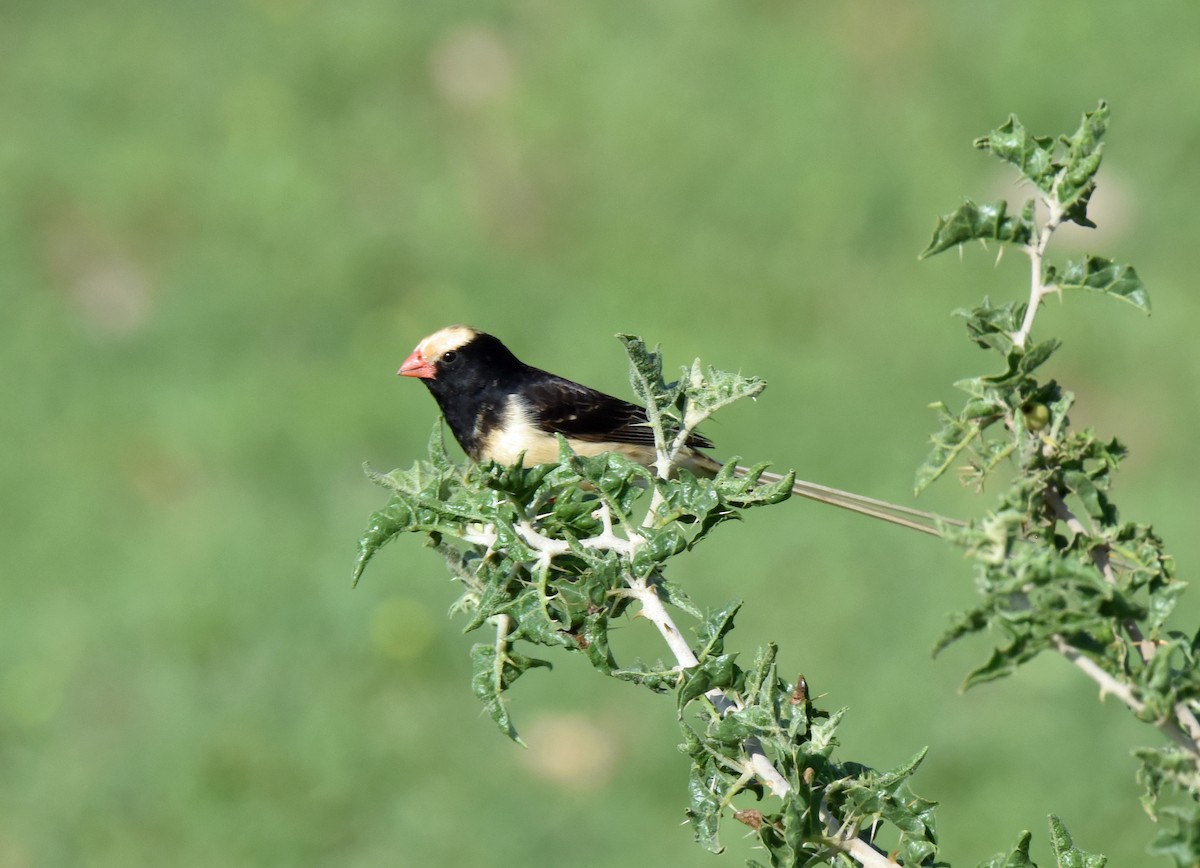 Straw-tailed Whydah - ML113859291
