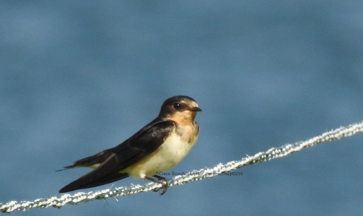 Barn Swallow - Cisca  Rusch