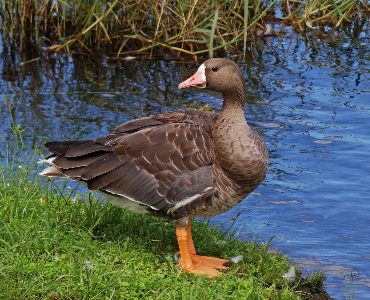 Greater White-fronted Goose - ML113862171