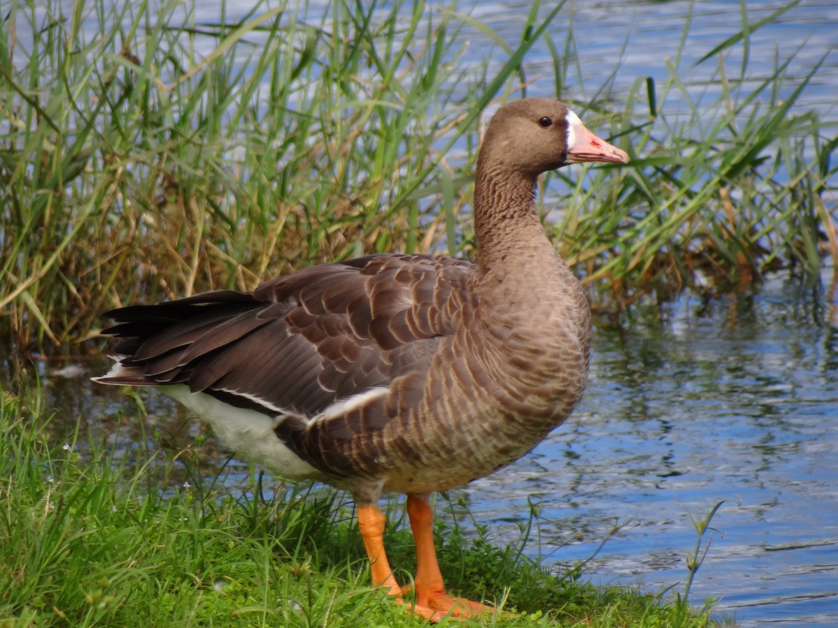 Greater White-fronted Goose - ML113862181