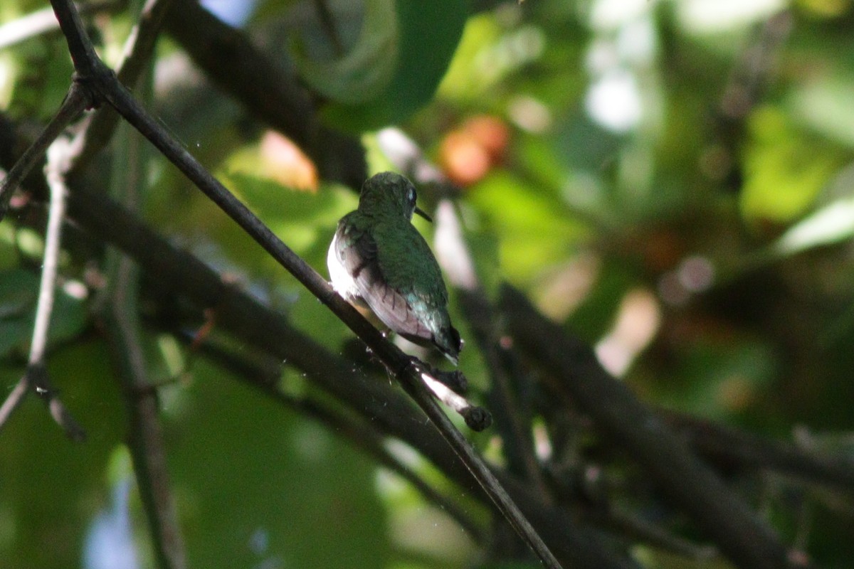 Ruby-throated Hummingbird - Lewis Barnett