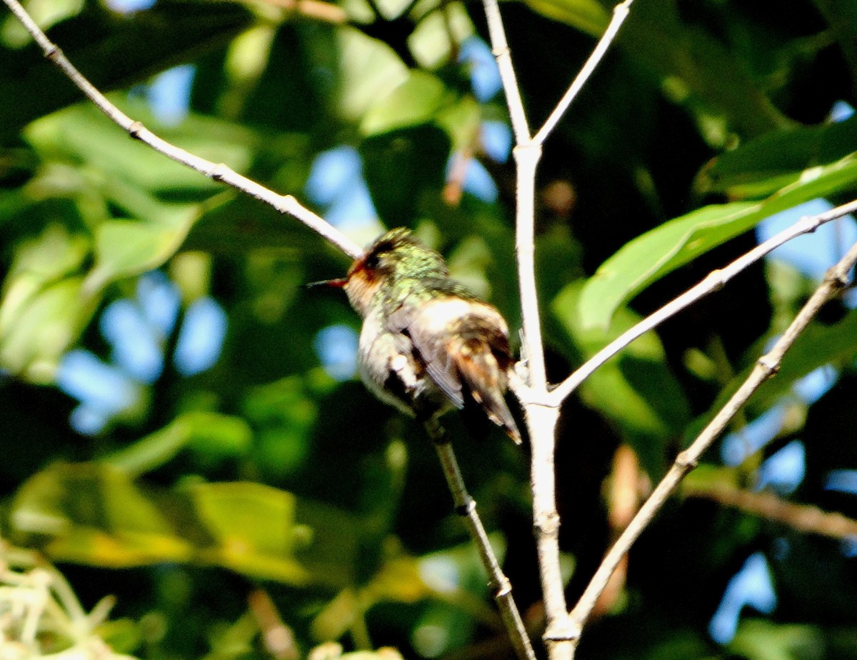 Frilled Coquette - ML113866611