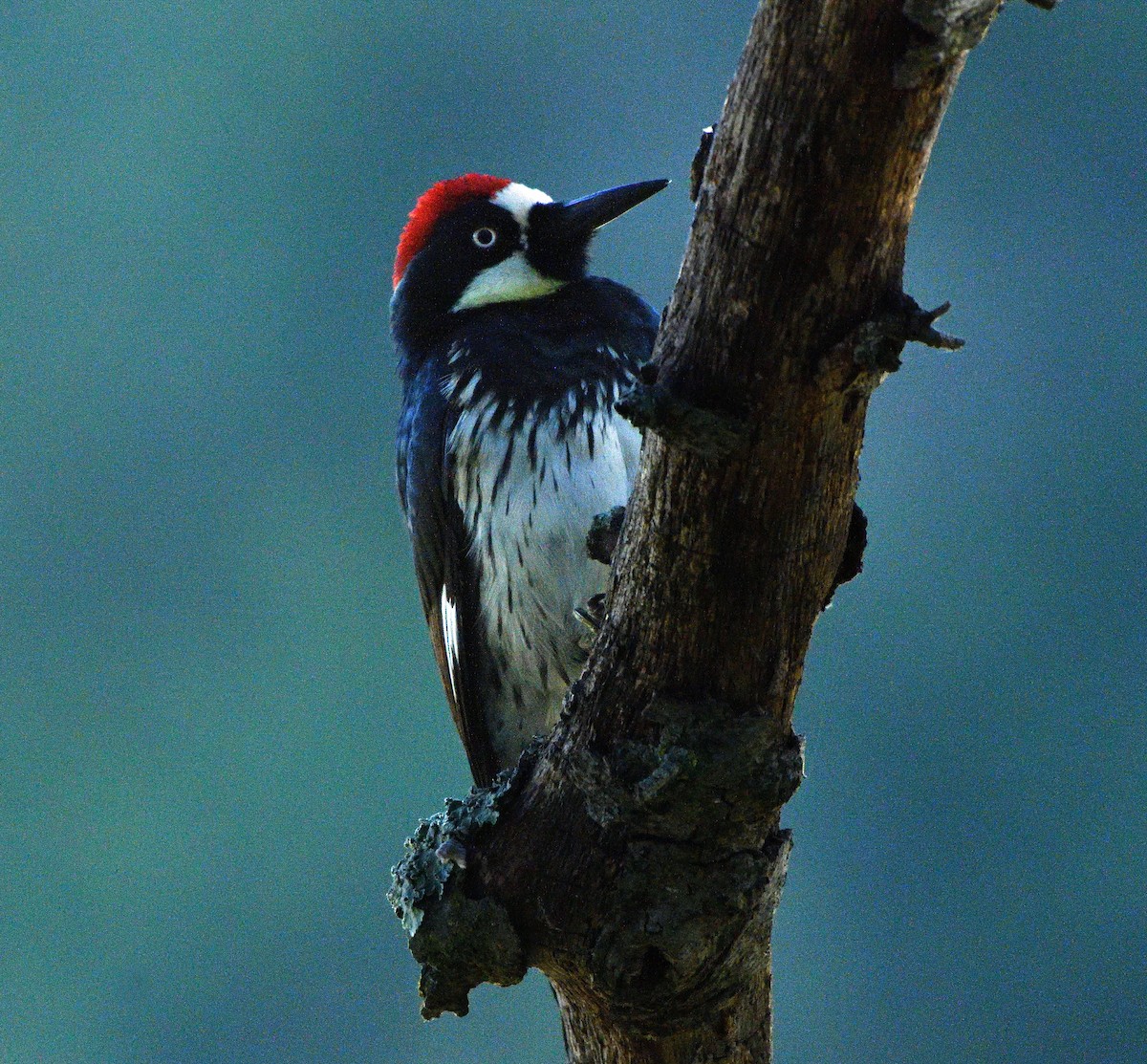 Acorn Woodpecker - ML113867971