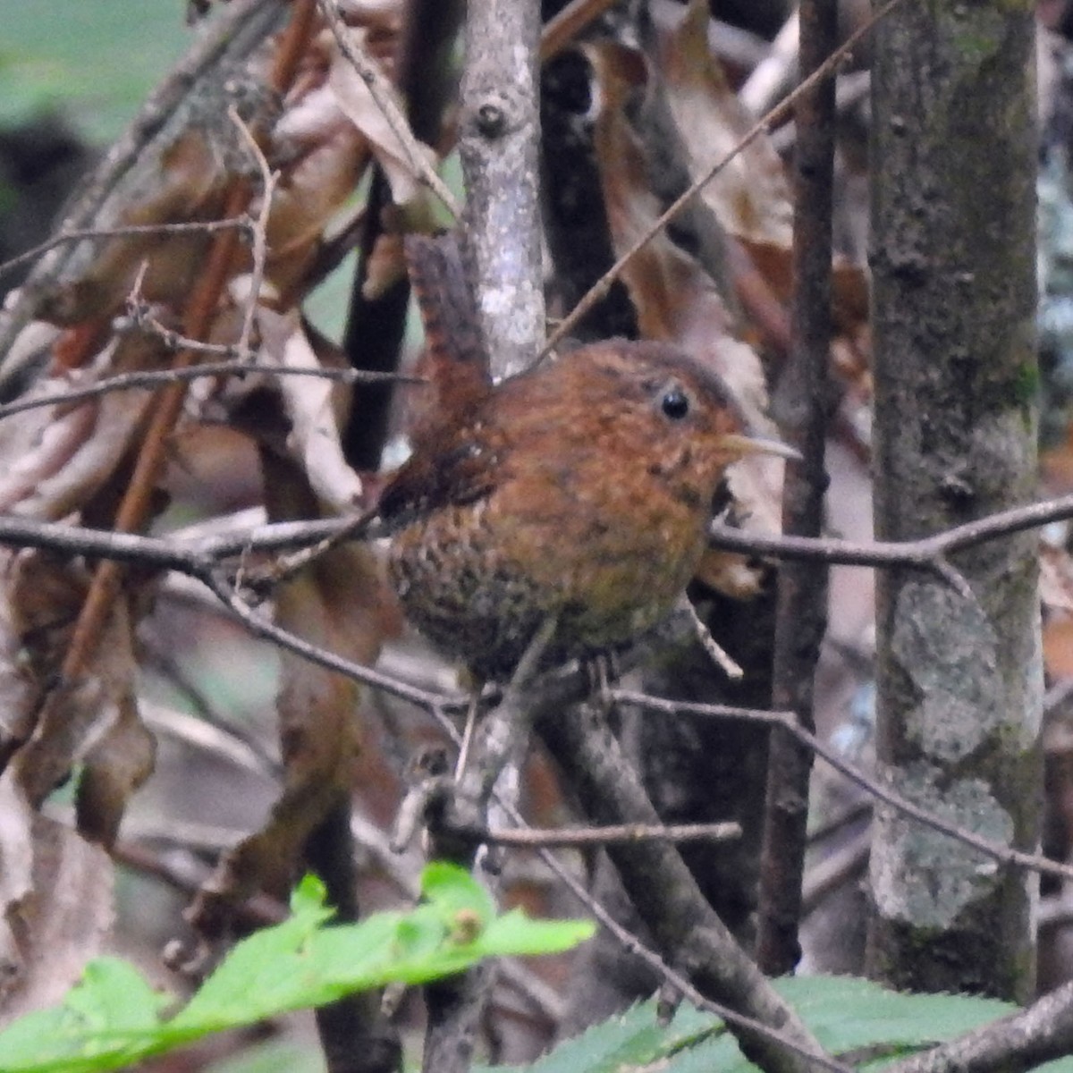 Pacific Wren (pacificus Group) - Aimee LaBarr