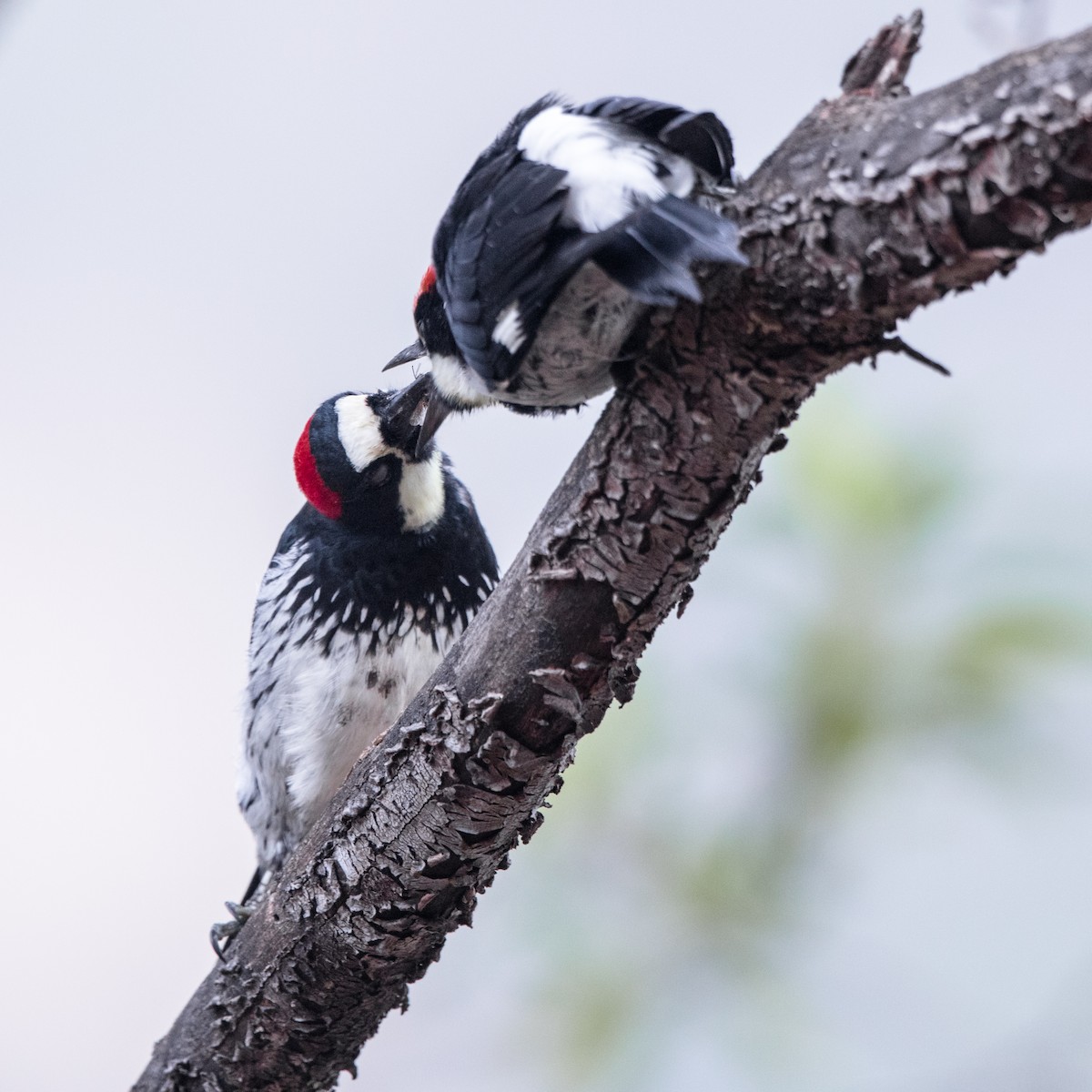 Acorn Woodpecker - ML113869781
