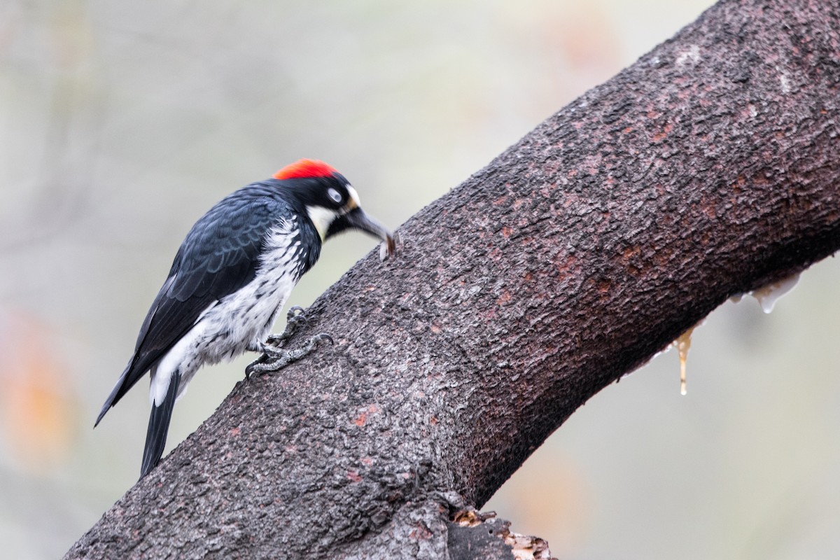 Acorn Woodpecker - Rhys Marsh