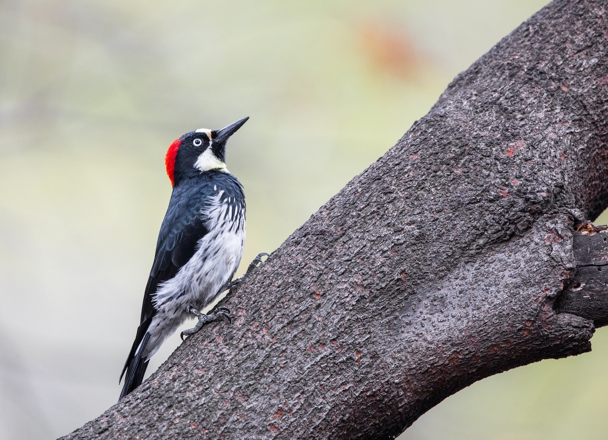 Acorn Woodpecker - ML113869841