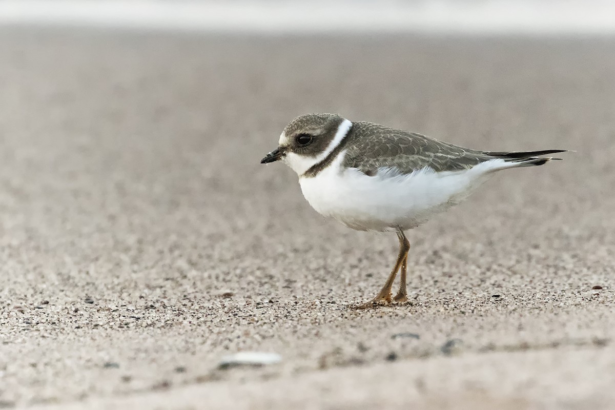 Semipalmated Plover - Michelle Terrell