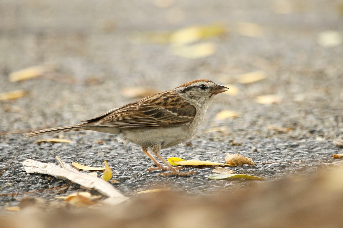 Chipping Sparrow - ML113872621