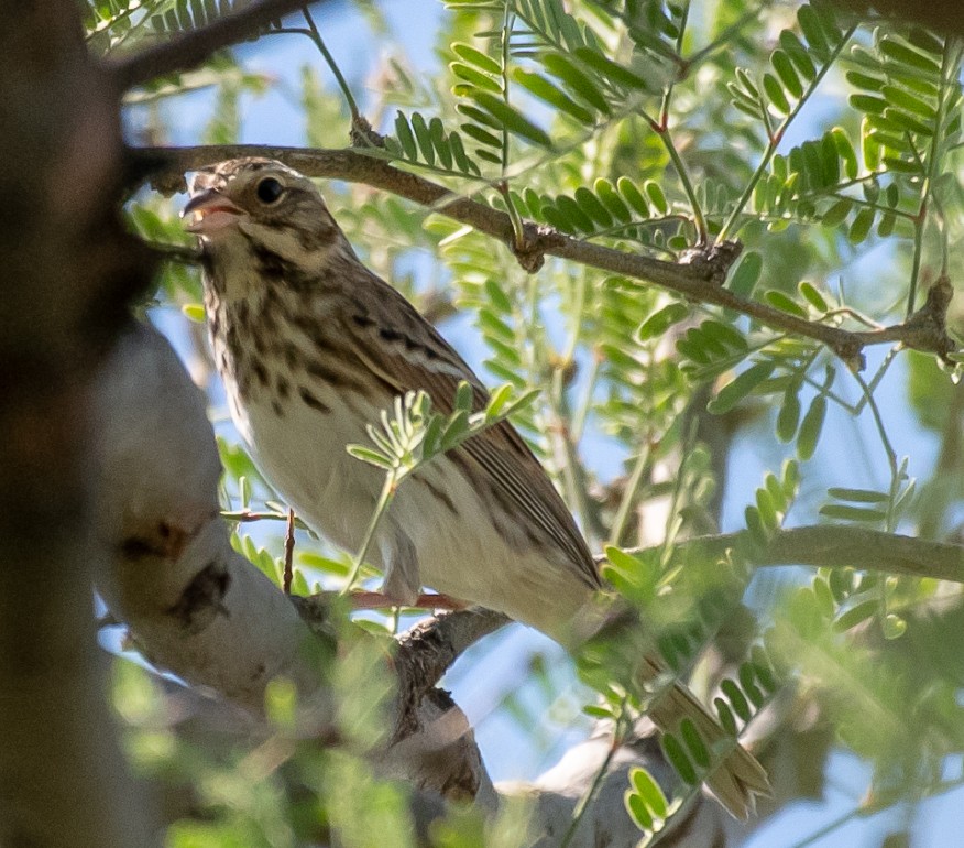 Savannah Sparrow - ML113872721
