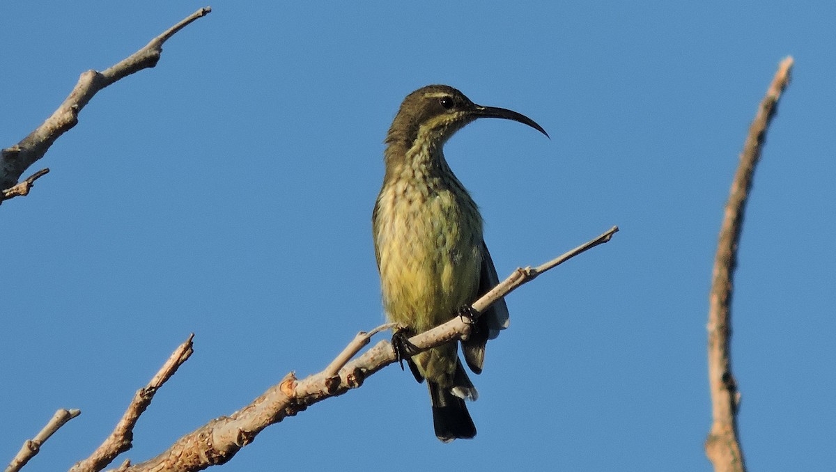 Malagasy Sunbird - ML113872881