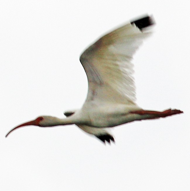 White Ibis - Gary Binderim