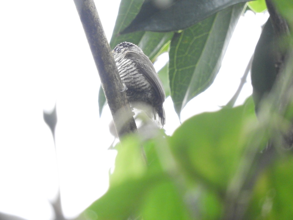 White-barred Piculet - ML113873011
