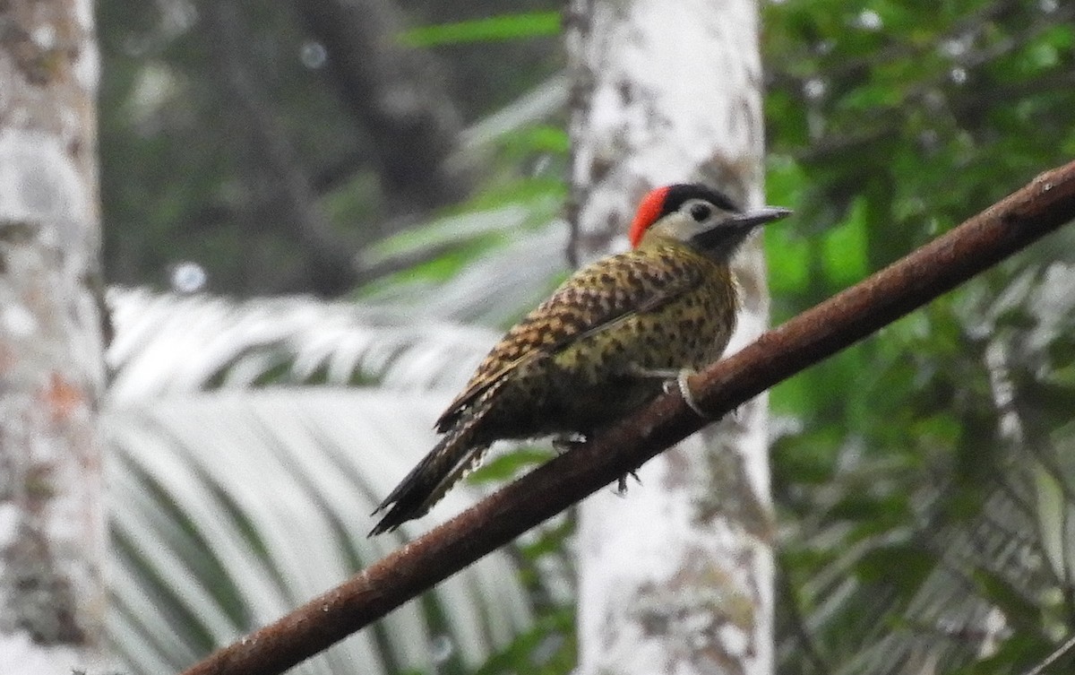Green-barred Woodpecker - ML113873201