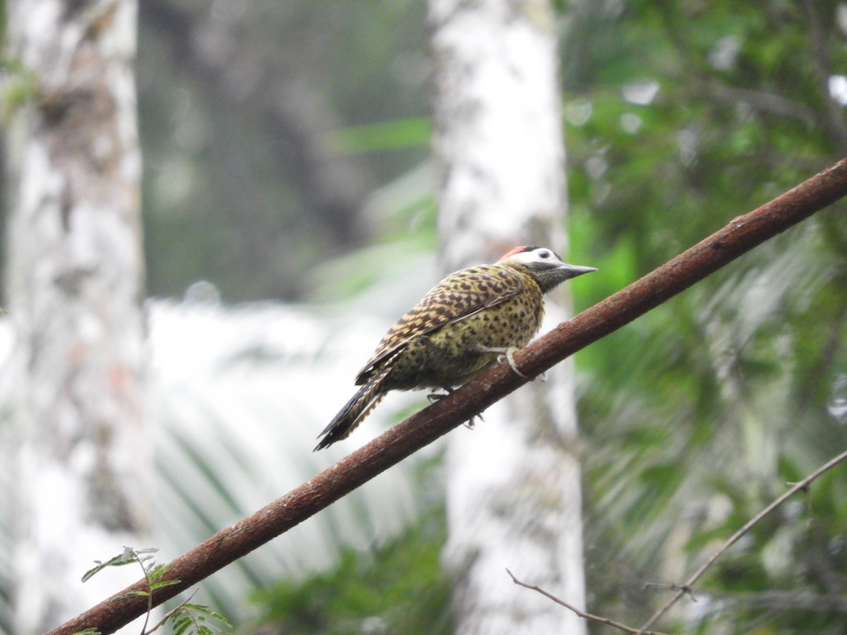 Green-barred Woodpecker - ML113873251