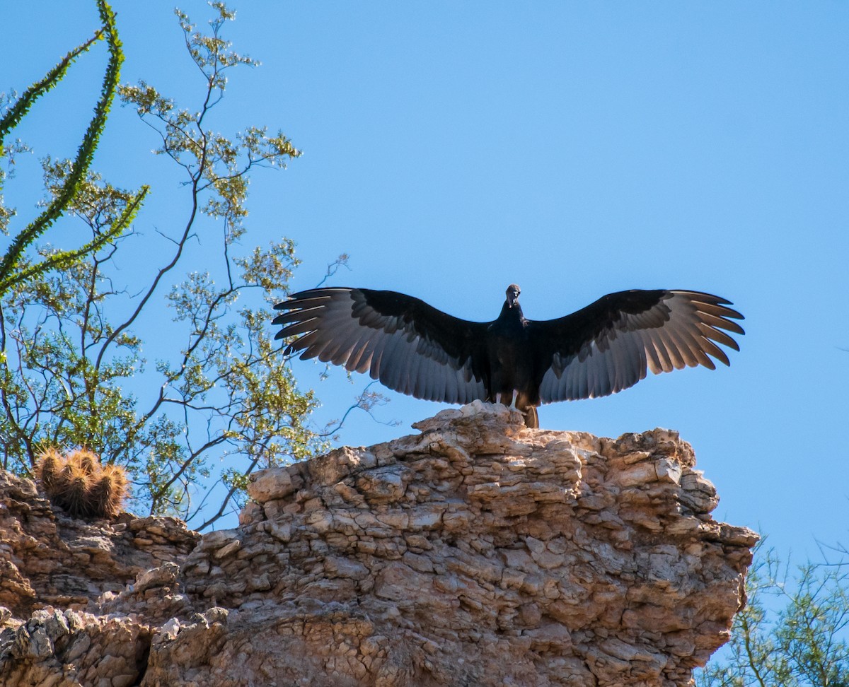 Turkey Vulture - Mary McSparen