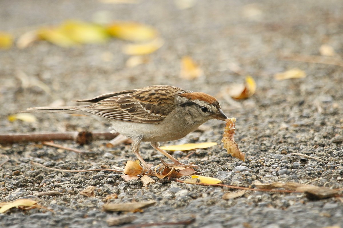 Chipping Sparrow - Kaleb Kroeker