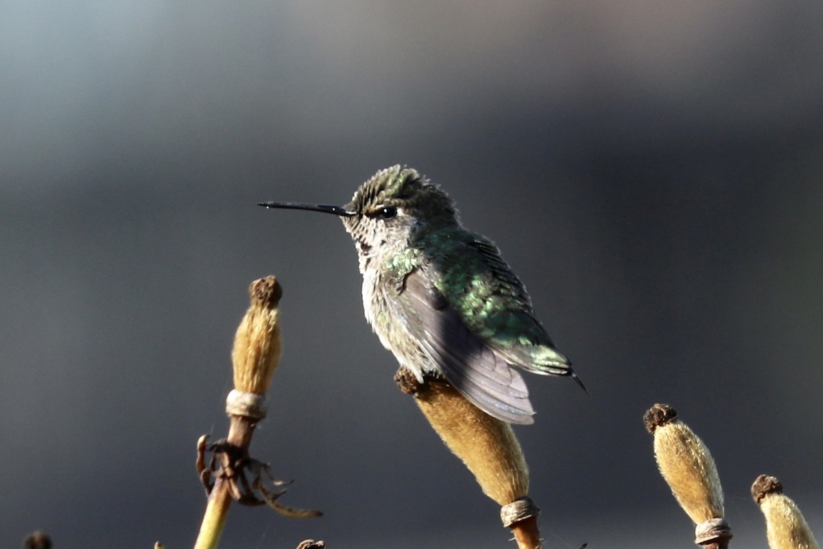 Anna's Hummingbird - Steve McInnis