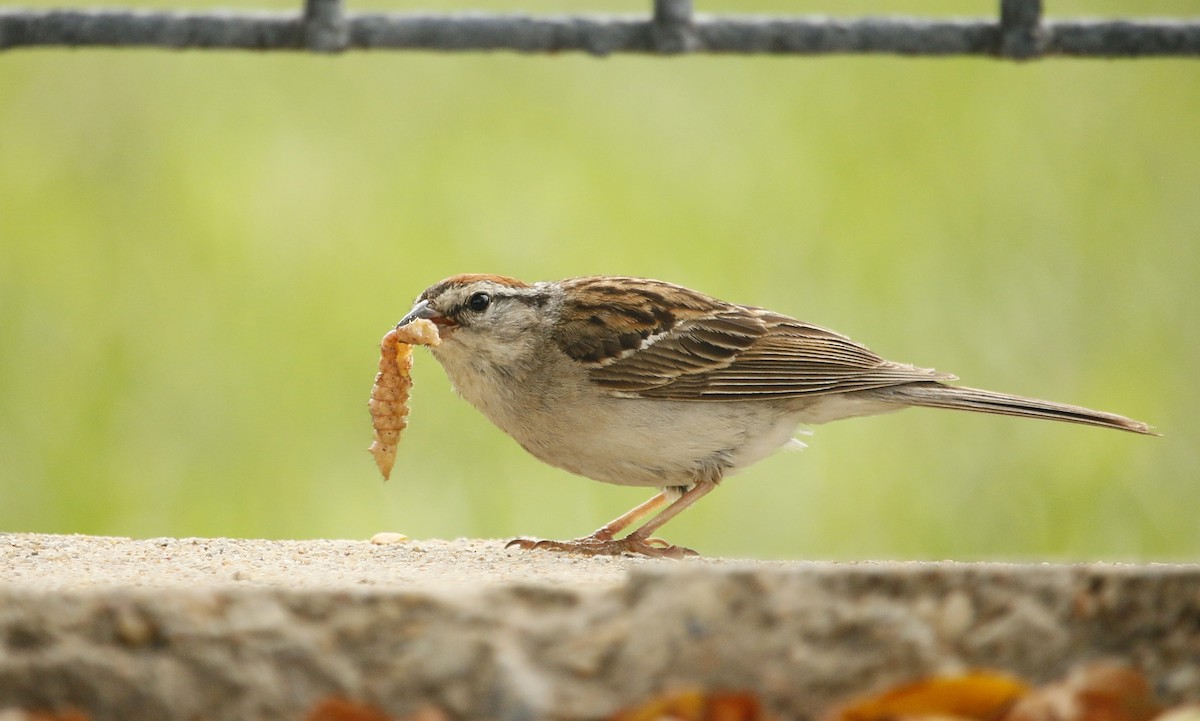 Chipping Sparrow - ML113875451