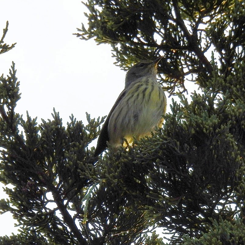 Cape May Warbler - ML113875791
