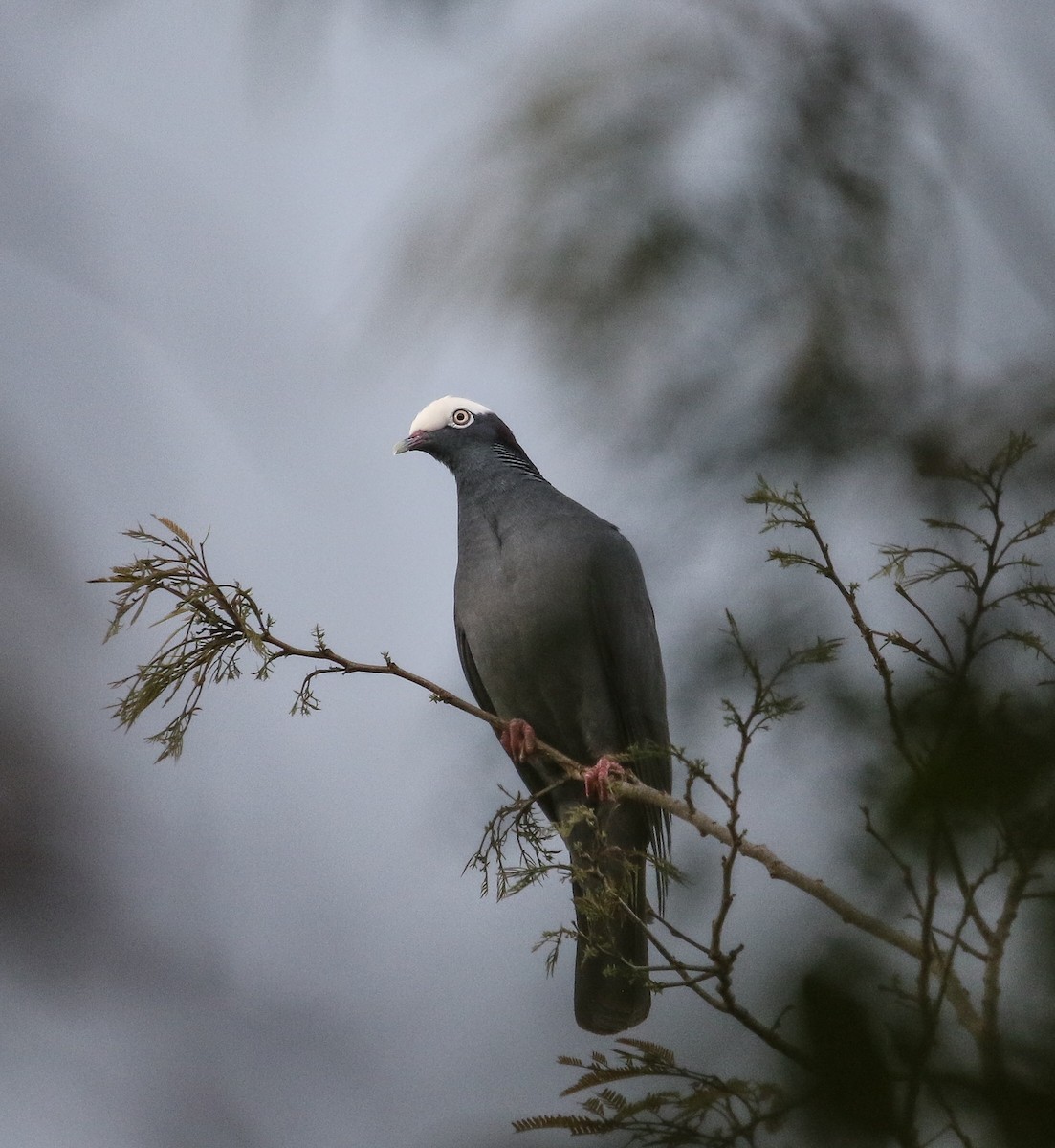 White-crowned Pigeon - ML113877691