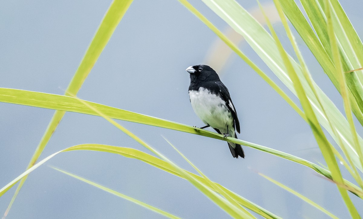 Black-and-white Seedeater - ML113890891