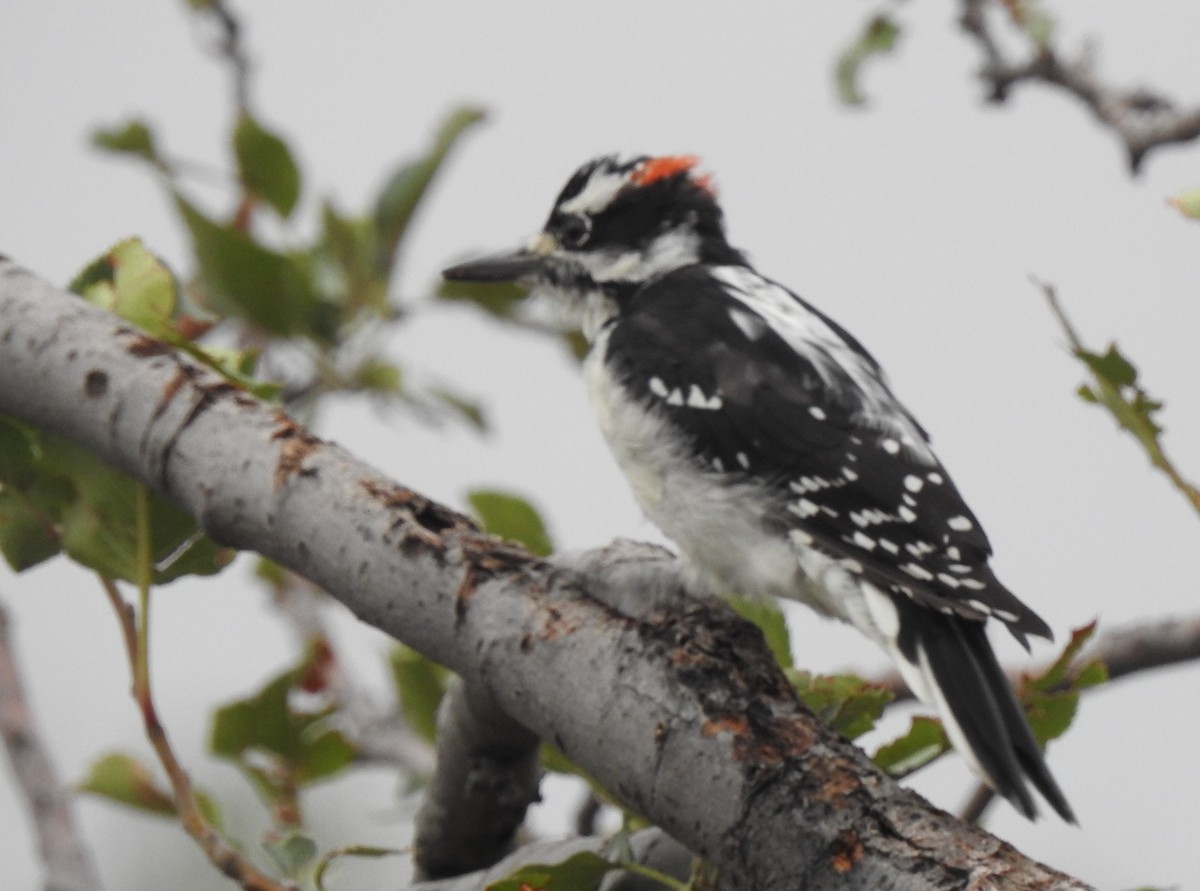 Hairy Woodpecker (Eastern) - ML113891551