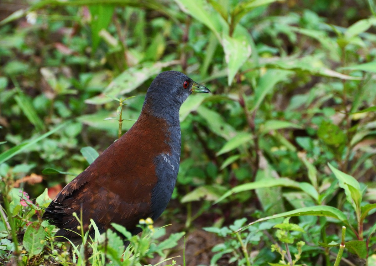 Black-tailed Crake - samarendra Chowdhury
