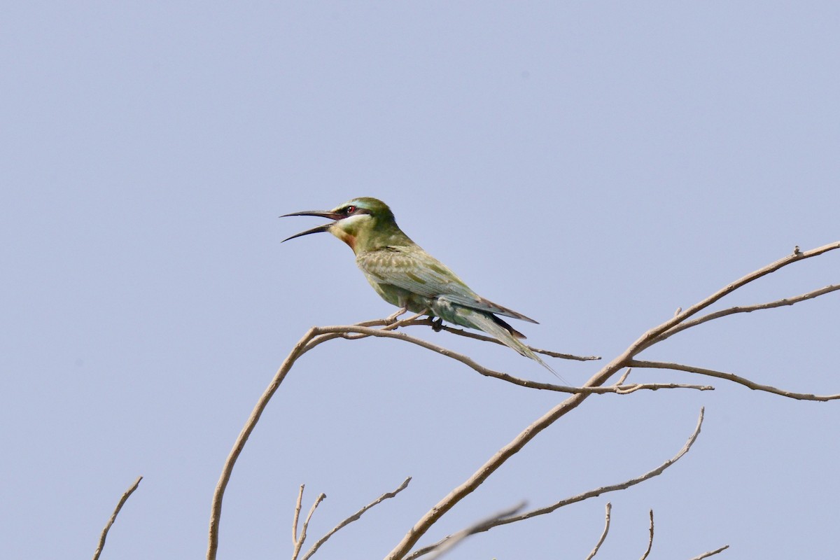 Blue-cheeked Bee-eater - Timothy Lloyd