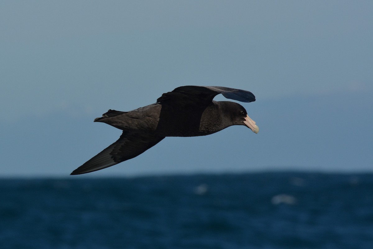 Southern Giant-Petrel - Christopher Stephens