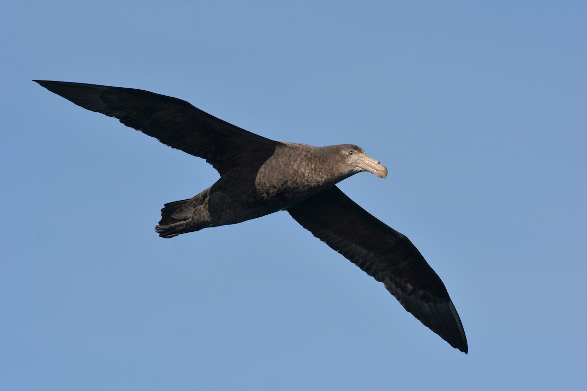 Northern Giant-Petrel - Christopher Stephens