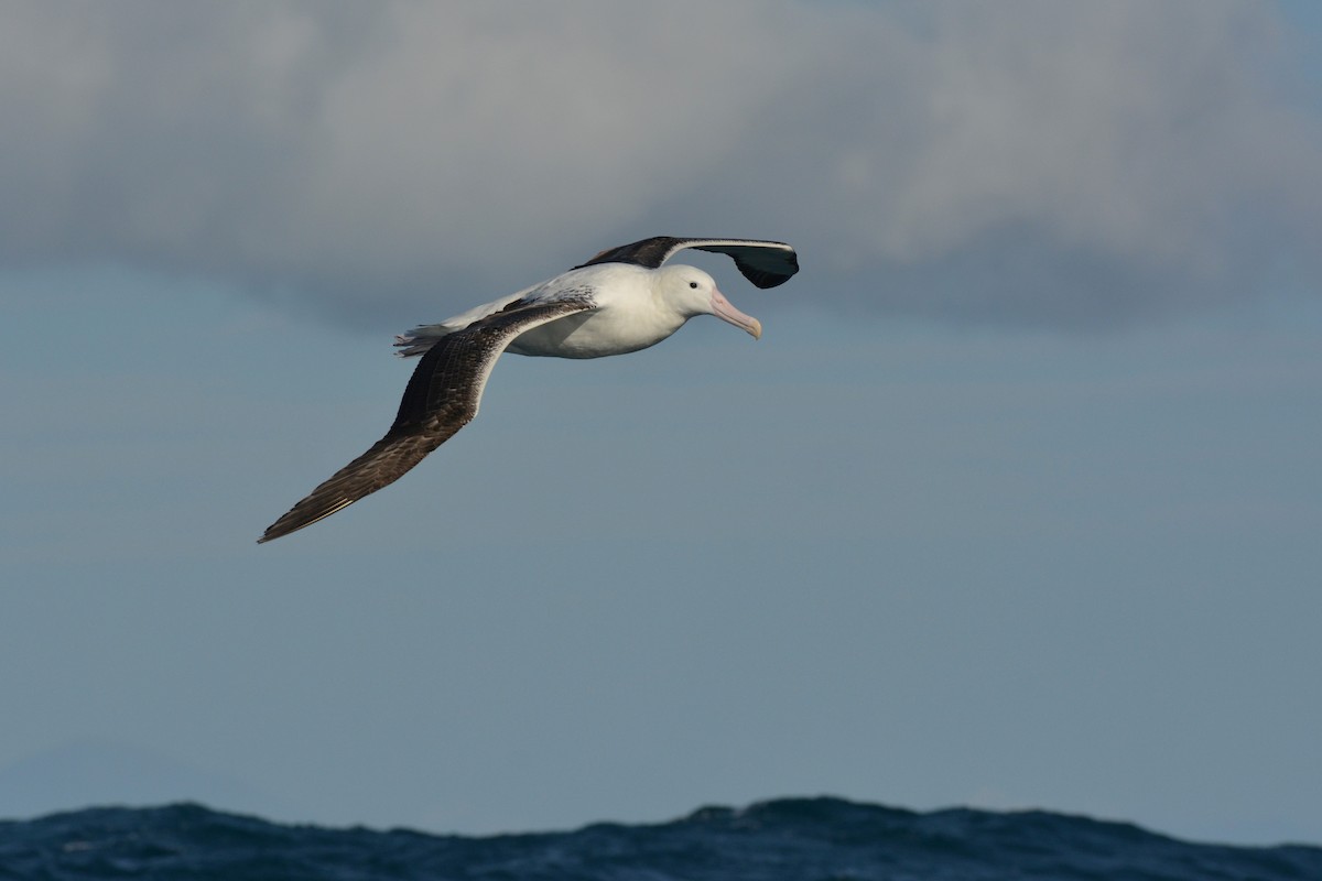 Southern Royal Albatross - ML113894851