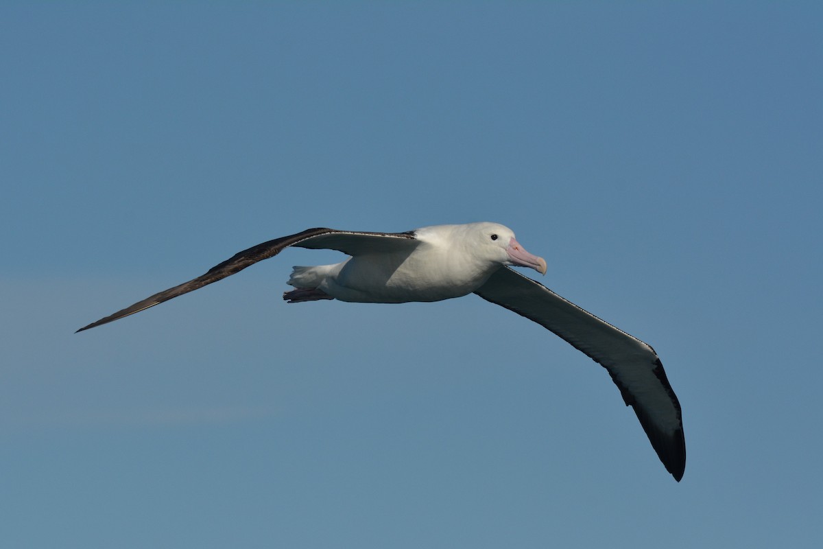 Northern Royal Albatross - ML113894911