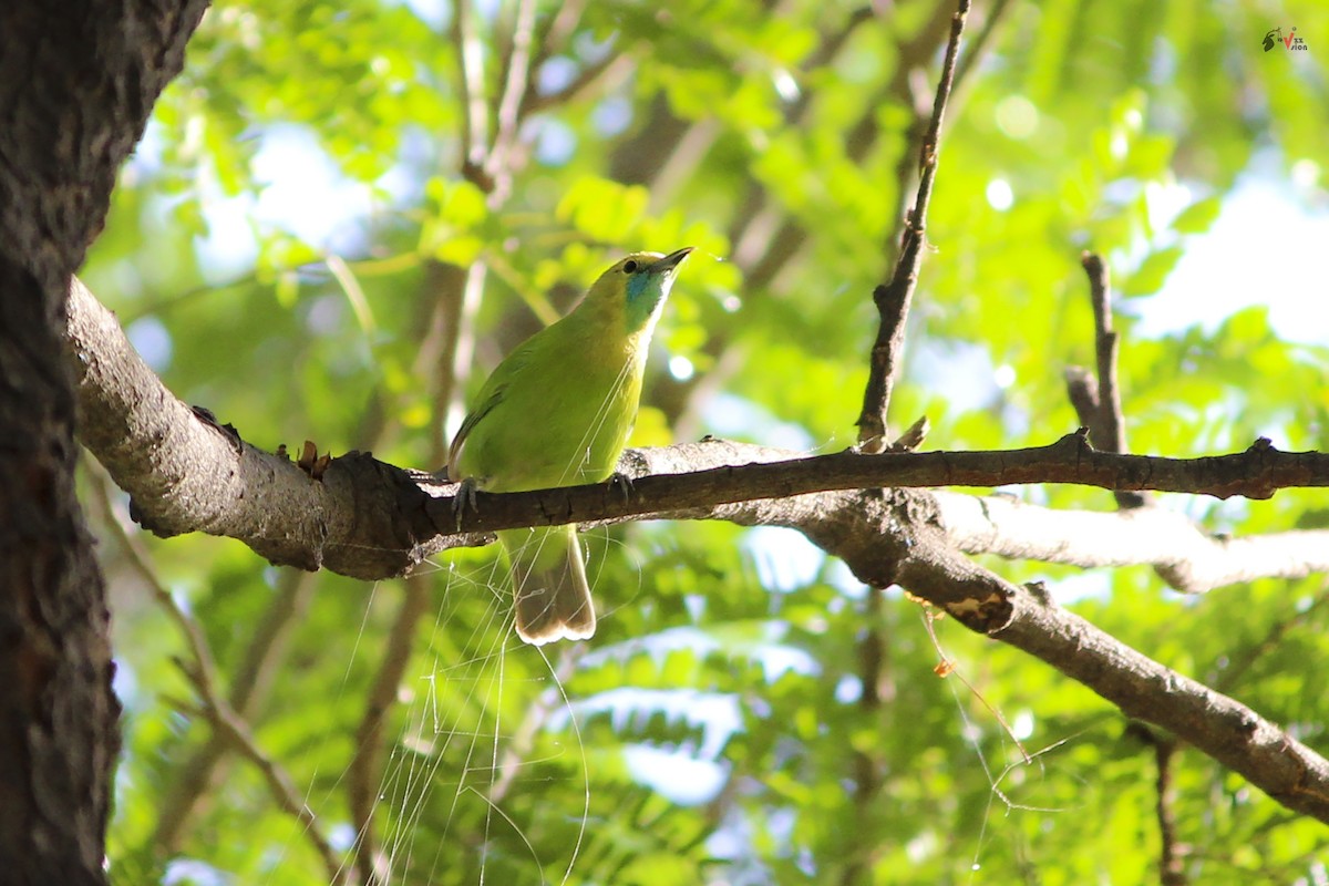 Jerdon's Leafbird - Vizz Vishwanath