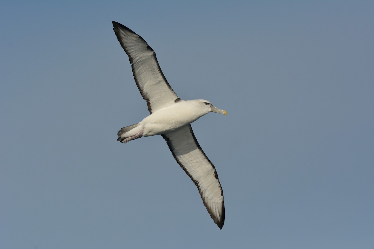 White-capped Albatross - ML113895281