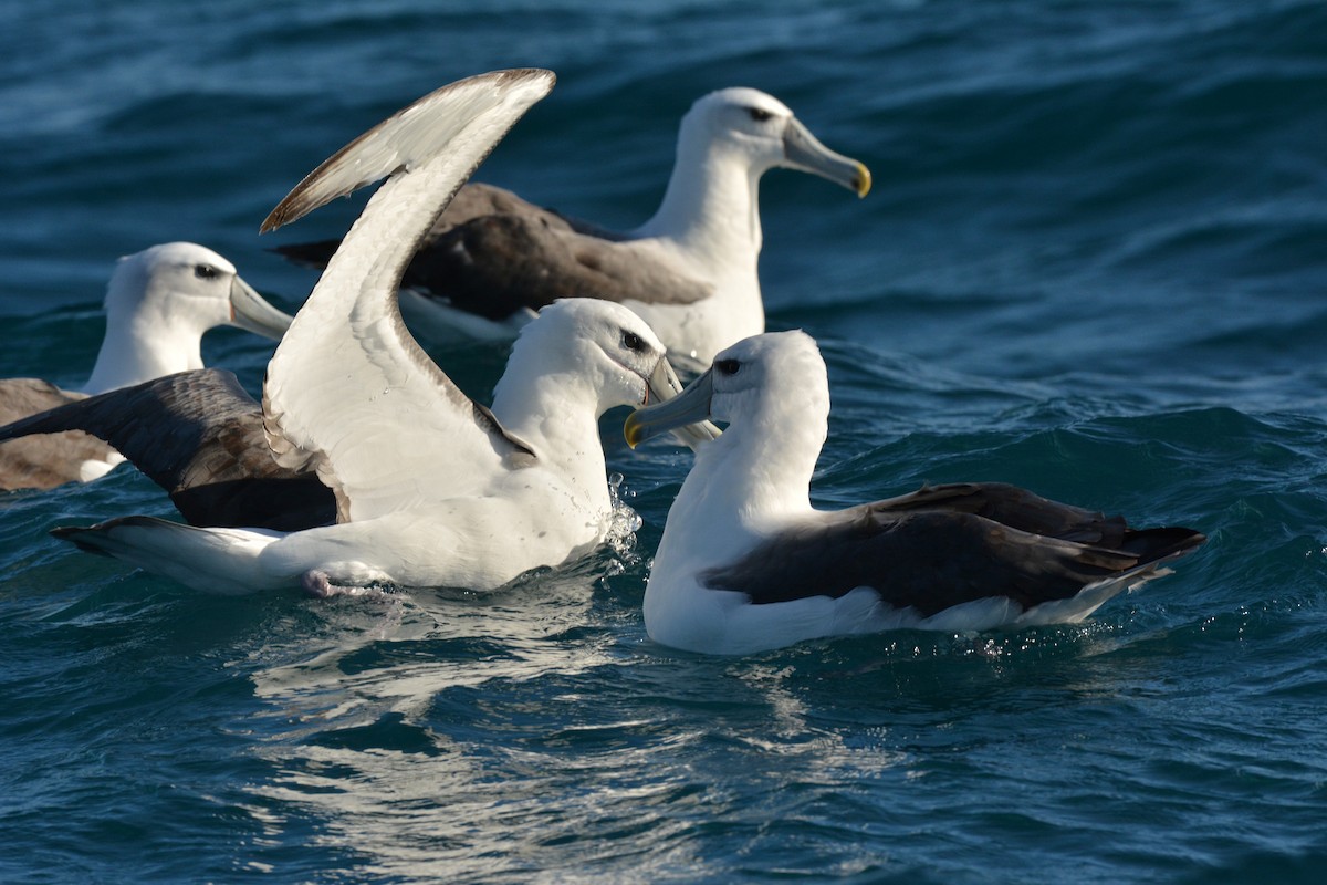 White-capped Albatross - ML113895321