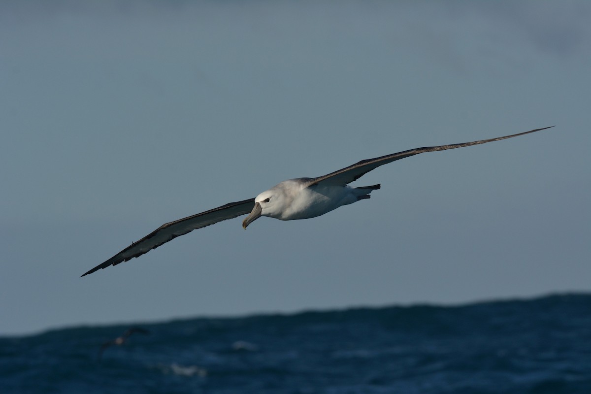 White-capped Albatross - ML113895331