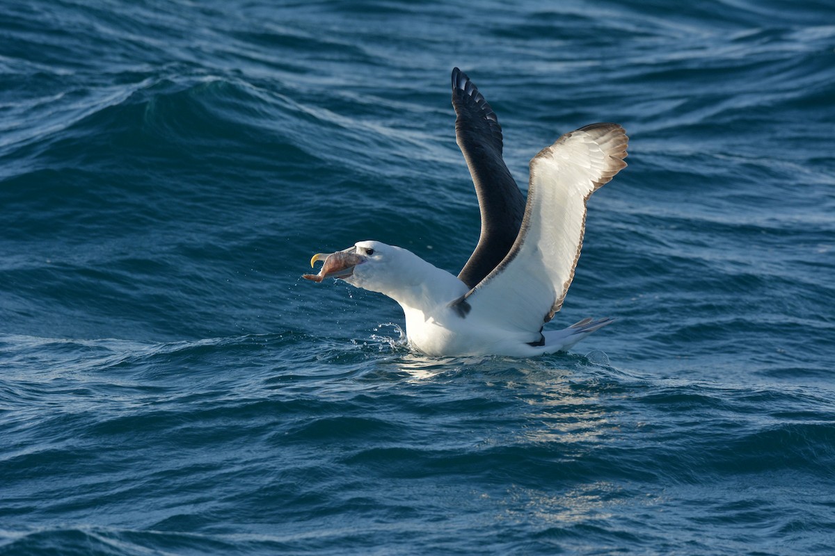 White-capped Albatross - ML113895341