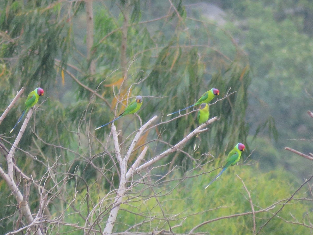 Plum-headed Parakeet - Subbu Subramanya